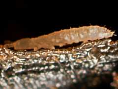 Mesaphorura macrochaeta (Collembola) from the UK
2012.11.15 © Murray, A.