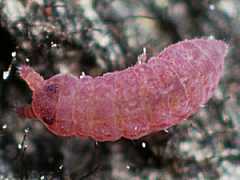 Brachystomella parvula (Collembola) from the UK
2012.09.19 © Nurcombe, E.