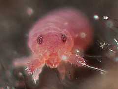 Brachystomella parvula (Collembola) from the UK
2012.09.19 © Nurcombe, E.