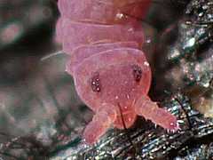 Brachystomella parvula (Collembola) from the UK
2012.09.19 © Nurcombe, E.