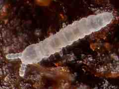 Paratullbergia callipygos juv. (Collembola) from the UK
Transverse dorsal suture in 4th abdominal segment
2014.12.28 © Nurcombe, E.