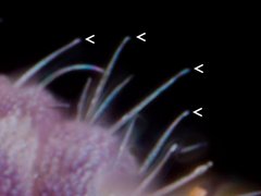 Brachystomella villalobosi (Collembola) from the USA
Posterior body segments with capitate macrosetae
2024.02.29 © Gruver, Be.