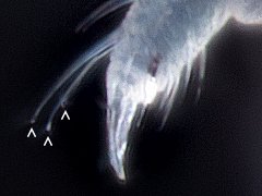 Brachystomella villalobosi (Collembola) from the USA
Forefoot with 3 capitate tenent macrosetae
Unguiculus absent
2024.02.29 © Gruver, Be.