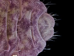 Brachystomella villalobosi (Collembola) from the USA
Anal valves (1 dorsal + 2 ventral)
Anal spines absent
2024.02.29 © Gruver, Be.