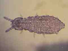 Brachystomella neomexicana (Collembola) from the USA
2016.02.16 © Janssens, F.
Leg.: Vitanza, S.