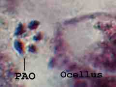 Brachystomella neomexicana (Collembola) from the USA
Post-antennal organ (PAO) with 5 lobes superequal to nearest ocellus
2016.02.19 © Janssens, F.