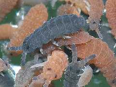 Pseudachorutes sp. (Collembola) from the USA
2012.09.28 © Kouri, J.D.