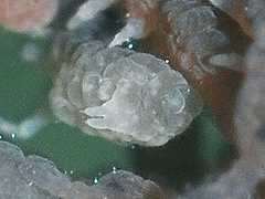 Pseudachorutes sp. (Collembola) from the USA
Furcula
2012.09.28 © Kouri, J.D.