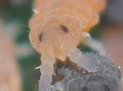 Pseudachorutes sp. (Collembola) from the USA
Pointed buccal cone
2012.09.28 © Kouri, J.D.