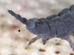 Pseudachorutes sp. (Collembola) from the USA
Pointed mouthcone (*)
2018.12.09 © Pearson, R.R.