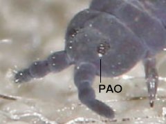 Pseudachorutes sp. (Collembola) from the USA
Post-antennal organ roundish (PAO)
2018.12.09 © Pearson, R.R.