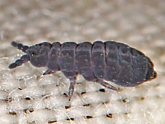 Pseudachorutes sp. (Collembola) from the USA
2018.12.09 © Pearson, R.R.
