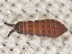 Pseudachorutes sp. juv. (Collembola) from the USA
2018.12.14 © Pearson, R.R.