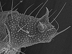 Mesaphorura sp. (Collembola) from the USA
Abd.6 with crescentic ridges and anal spines on strong papillae
2020.02.28 © Speer, J.H.