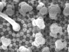 Mesaphorurinae (Collembola) from the USA
Cuticular tubercles
2020.06.12 © Speer, J.H.