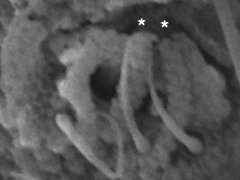 Mesaphorurinae (Collembola) from the USA
Ant.3 organ with 2 sensory clubs (*)
and 3 guard setae
2020.06.19 © Speer, J.H.