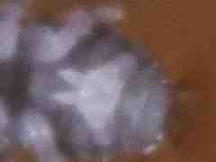 Brachystomella neomexicana (Collembola) from the USA
Furcula: broad manubrium with 2 short dentes
2016.01.16 © Vitanza, S.