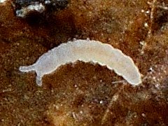 Pongeiella silvicola (Collembola) from the USA
2024.08.26 © Wang, G.