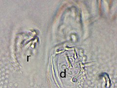Brachystomella cyanea (Collembola) from the USA
Rami of retinaculum (r) with 2 teeth
Dens (d) of furca reduced (mucro absent)
2023.11.02 © Wang, G.