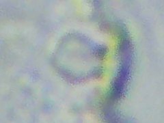 Brachystomella cyanea (Collembola) from the USA
Internal sensilla of ant.3 sense organ globular
2023.11.02 © Wang, G.