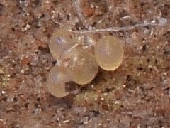 Brachystomella cyanea (Collembola) from the USA
Eggs
2023.11.24 © Wang, G.