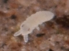 Brachystomella cyanea (Collembola) from the USA
Hatchling
2023.11.24 © Wang, G.