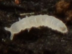 Mesaphorura macrochaeta (Collembola) from the USA
2023.03.29 © Wang, G.