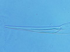 Pseudachorutes aphysus (Collembola) from the USA
Maxilla apex
2023.12.16 © Wang, G.