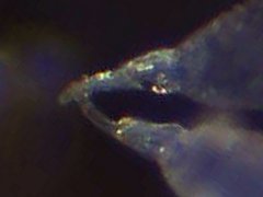 Pseudachorutes aphysus (Collembola) from the USA
Mucro with long curved apex and basal swelling
2023.01.03 © Wang, G.