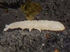 Tullbergia arctica (Collembola) from the USA
2023.10.28 © Wang, G.