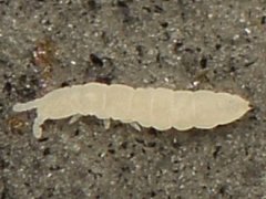 Tullbergia arctica (Collembola) from the USA
2023.10.28 © Wang, G.