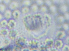 Tullbergia arctica (Collembola) from the USA
Pseudocellus striate
2023.10.28 © Wang, G.