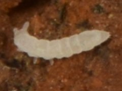 Tullbergia mala (Collembola) from the USA
2023.12.23 © Wang, G.