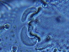 Tullbergia mala (Collembola) from the USA
Ant.3 organ with 2 distinctly large curved sensilla
2023.12.23 © Wang, G.