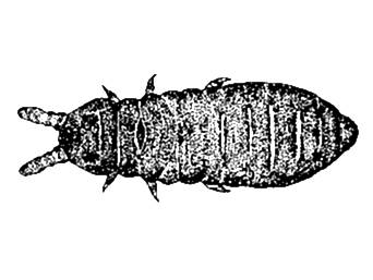 Brachystomella parvula
After Potapov, M. in Babenko, A., 1988.