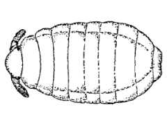 Tasmanura evansi (Collembola) from Tasmania
After Womersley H, 1937 Fig.1a