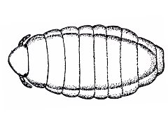 Tasmanura evansi (Collembola) from Tasmania
After Womersley H, 1939 Fig.44M