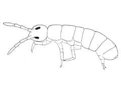 Pseudachorutes pescotti (Collembola) from Australia
After Womersley H, 1942 Fig.1A