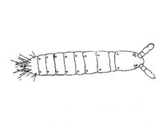 Tullbergia knowltoni (Collembola) from the USA
After Wray DL, 1950 Pl.5 Fig.1