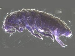 Halachorutes schusteri (Collembola) from Brazil
After Queiroz GC & Zeppelini D, 2017 Fig.17B