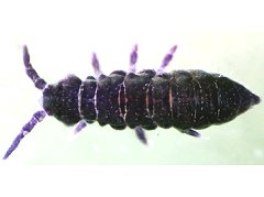 Halachorutes schusteri (Collembola) from Brazil
After Queiroz GC & Zeppelini D, 2017 Fig.17C